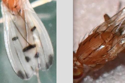 Opomyza florum